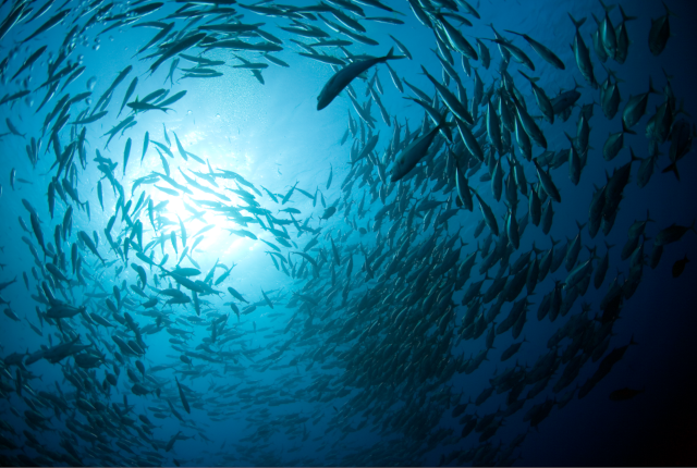 underwater-shot-img